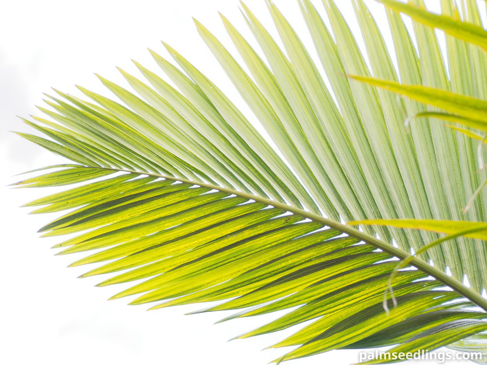 Hyophorbe indica 'Eastern' Eastern Champagne Palm