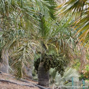 Pseudophoenix sargentii Florida Cherry Palm