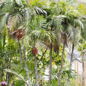 Ptychosperma macarthurii Macarthur Feather Palm ()