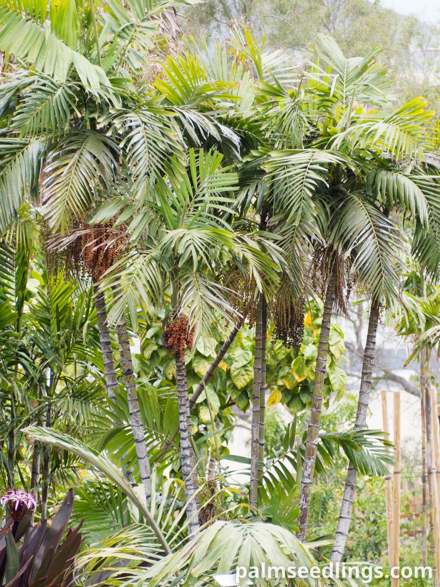 Ptychosperma macarthurii Macarthur Feather Palm ()