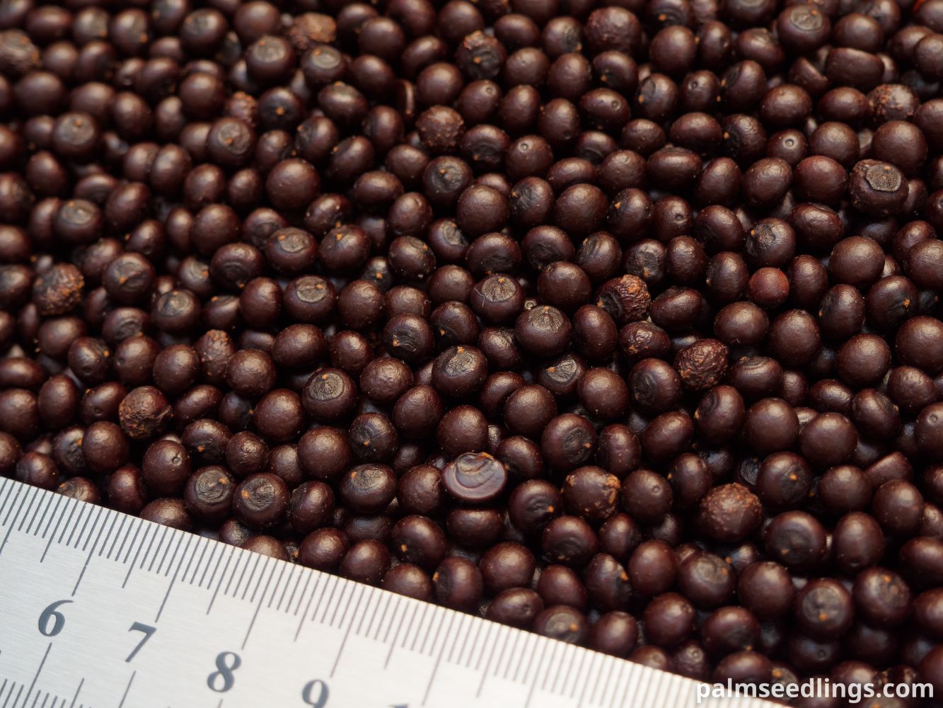 Sabal minor Dwarf Palmetto Seeds