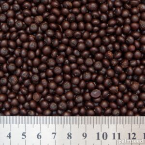 Sabal minor Dwarf Palmetto Seeds
