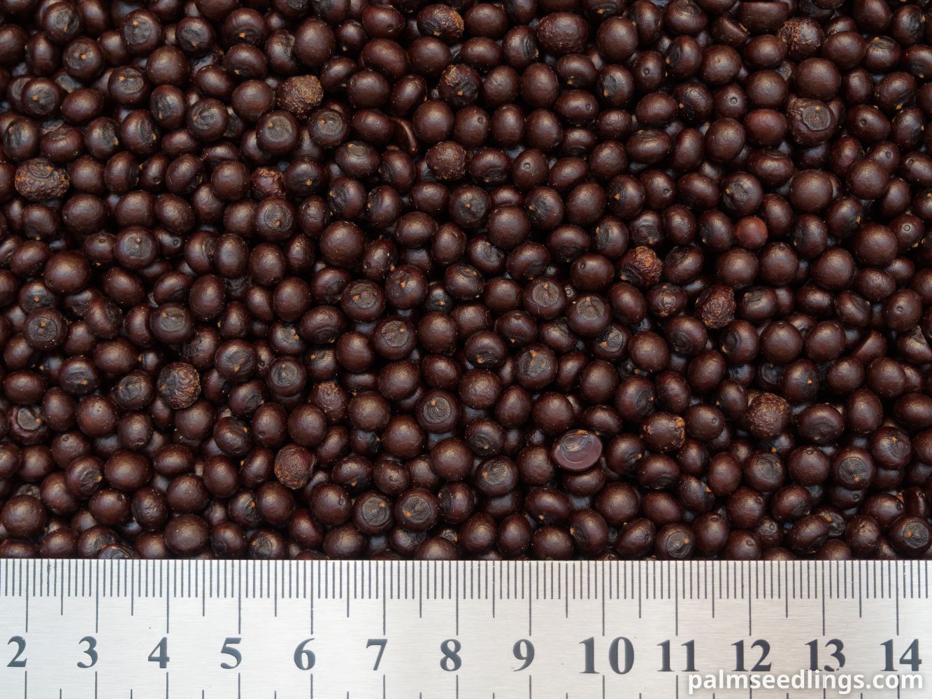 Sabal minor Dwarf Palmetto Seeds