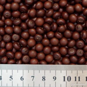 Sabal rosei Llanos Palmetto Seeds