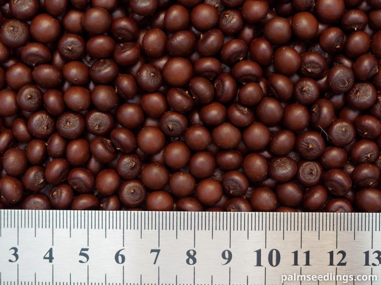 Sabal rosei Llanos Palmetto Seeds