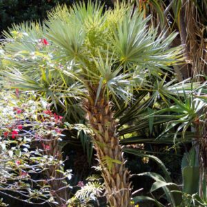 Serenoa repens silver Silver Saw Palmetto ()