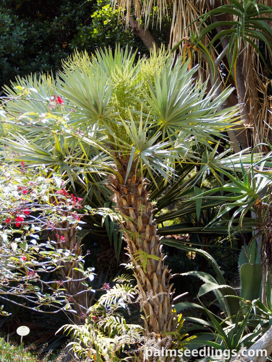 Serenoa repens silver Silver Saw Palmetto ()