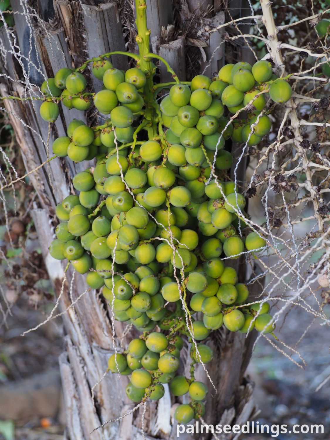 Syagrus schizophylla Arikury Palm fruits growing