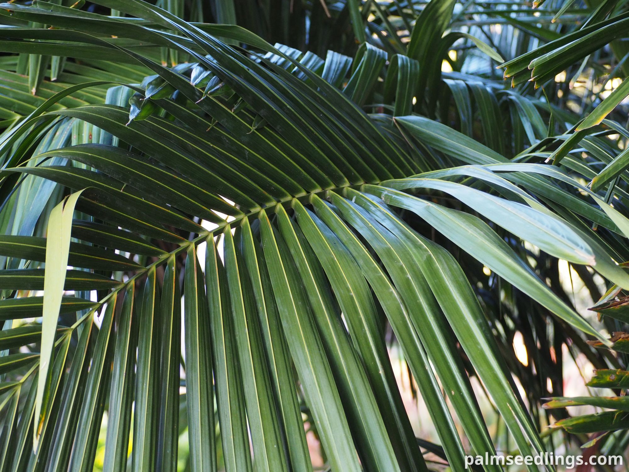 Syagrus schizophylla Arikury Palm leaf