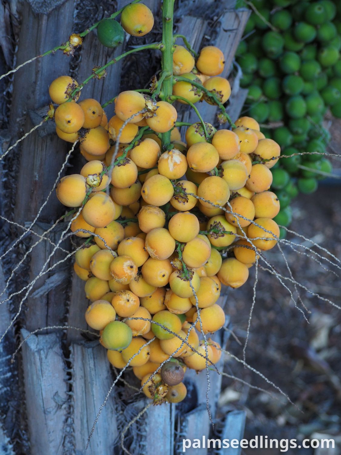 Syagrus schizophylla Arikury Palm ripe fruits