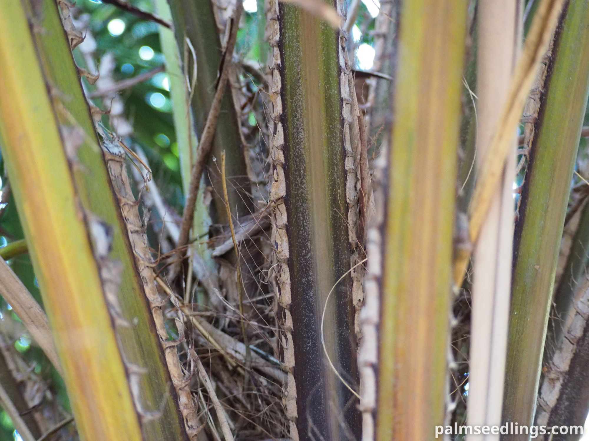 Syagrus schizophylla Arikury Palm spines