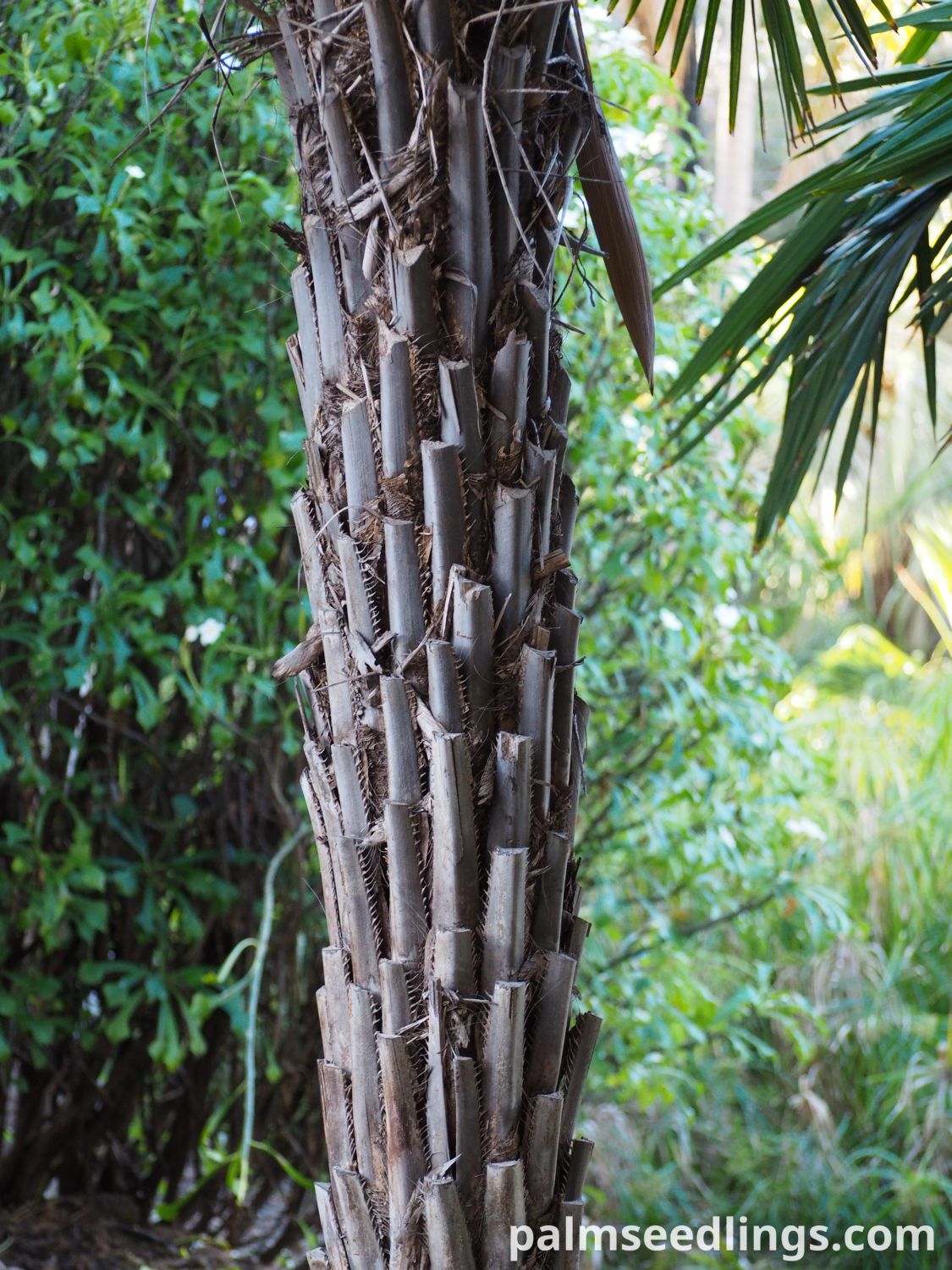 Syagrus schizophylla Arikury Palm trunk