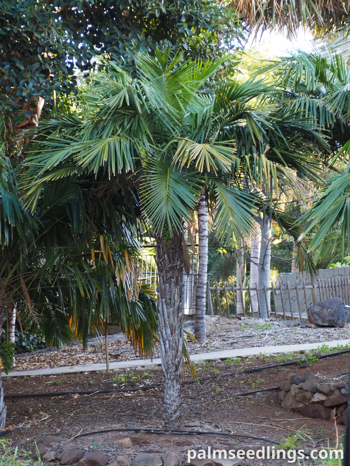 Syagrus schizophylla Arikury Palm