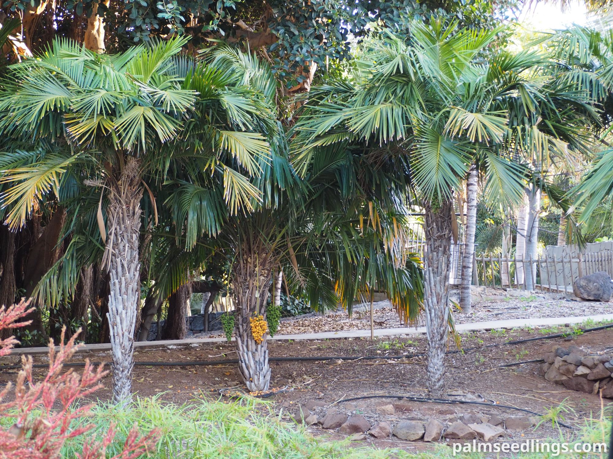Syagrus schizophylla Arikury Palms