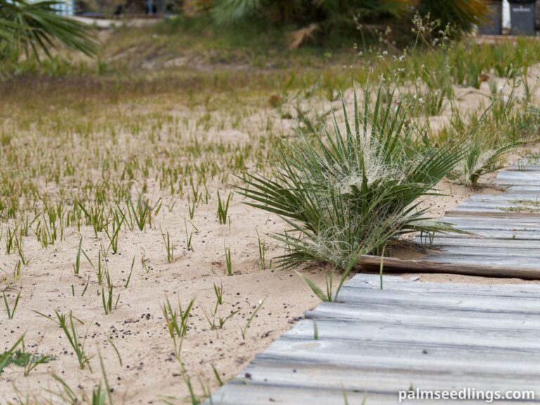 Washingtonia growing in sand