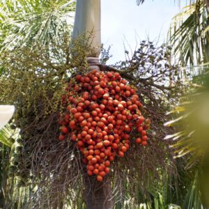 Wodyetia bifurcata Foxtail Palm ripe fruits