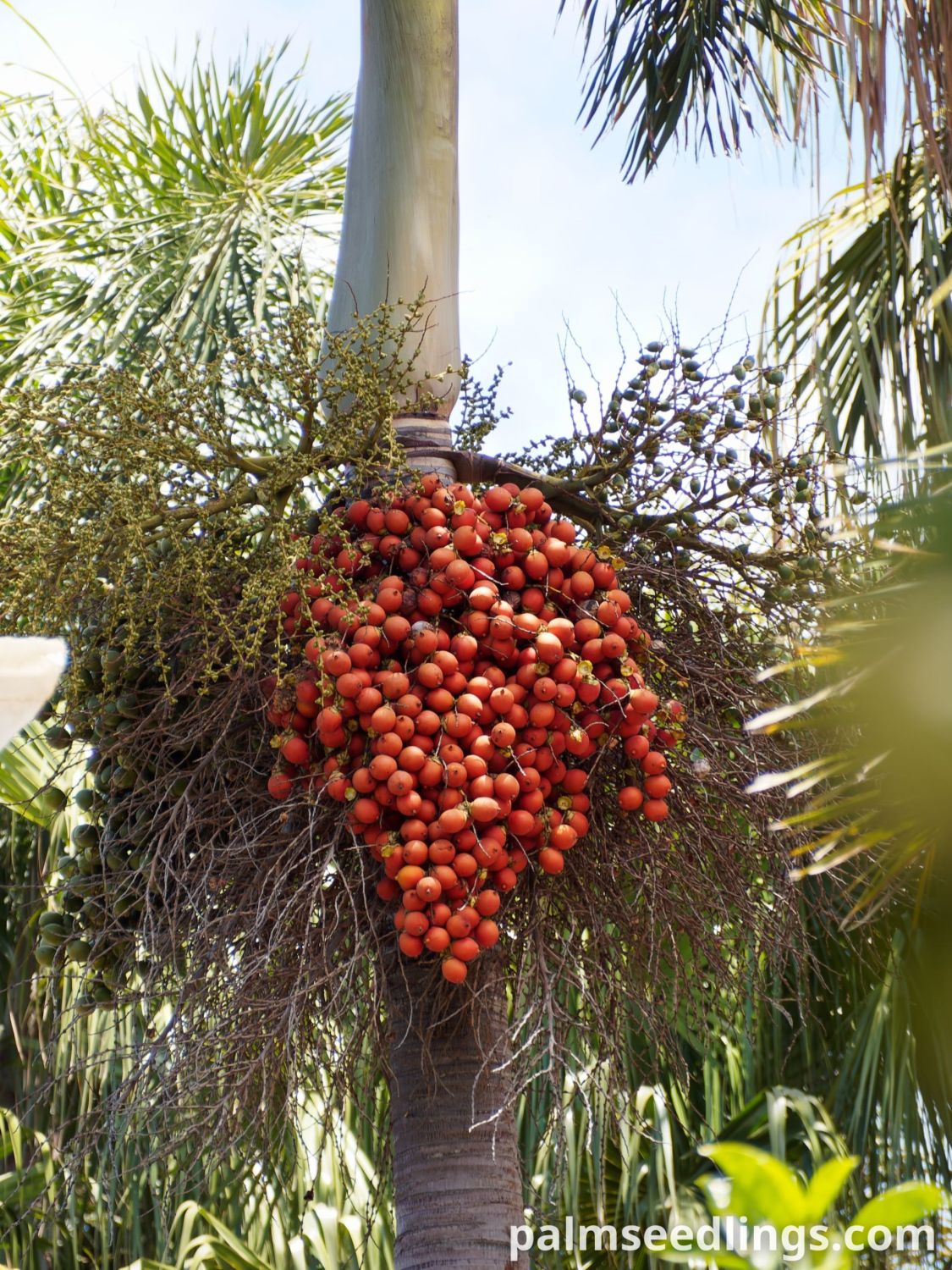 Wodyetia bifurcata Foxtail Palm ripe fruits